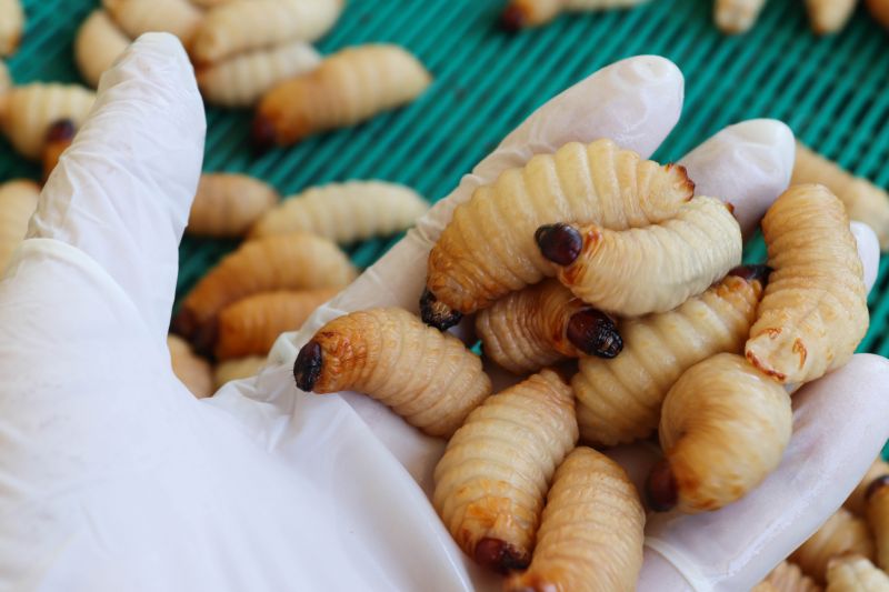 Grub Control in Honolulu, HI