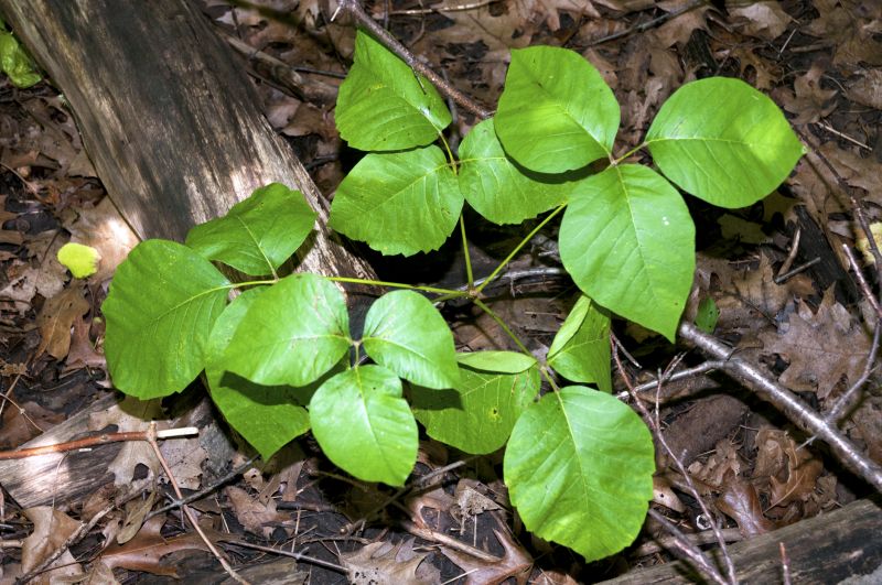 Poison Ivy Removal in Lancaster County, PA