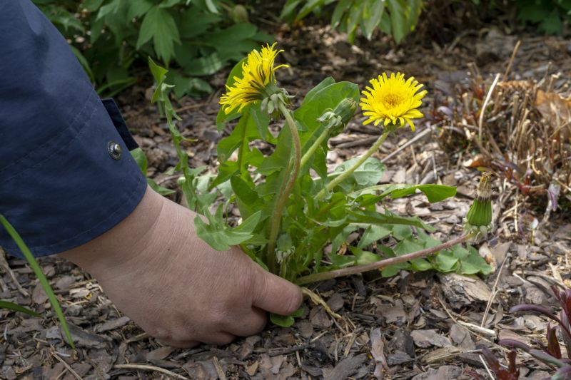 Dandelion Treatment