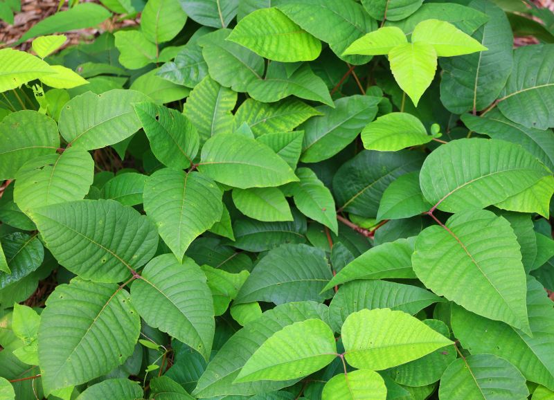Poison Ivy Removal in Allentown, PA