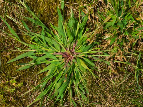 Crabgrass Removal - Crabgrass Removal Boca Raton, Florida