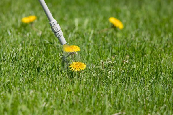 Lawn Weed Spraying - Lawn Weed Spraying Boca Raton, Florida