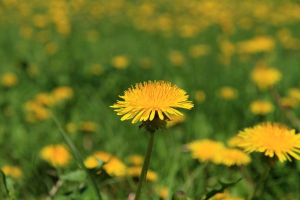 Dandelion Treatment - Dandelion Treatment Boca Raton, Florida