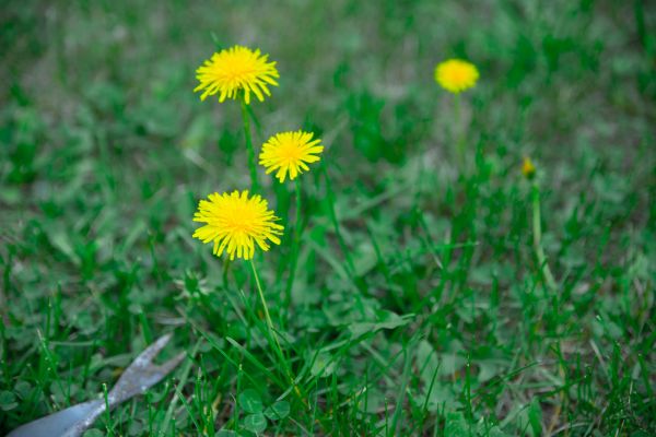 Dandelion Removal